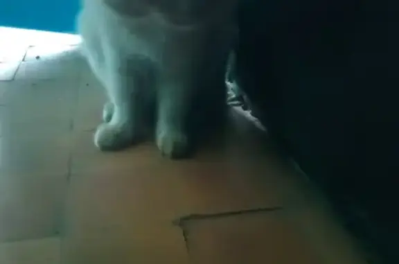 Найден рыжий кот с белой окантовкой в Люберцах