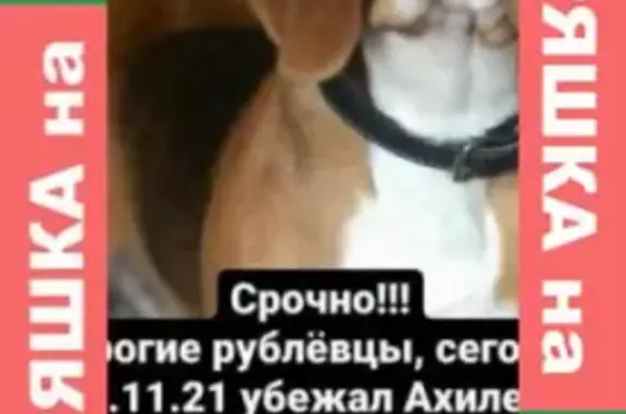 Собаки потеряшки, Москва, фото: Потеряшка собака на улице В. Ботылёва, Москва