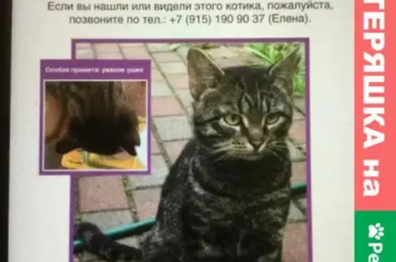 Пропал серый кот с рваным ушком в Москве на улице Островитянова