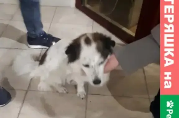 Найдена собака в санатории Золотые пески