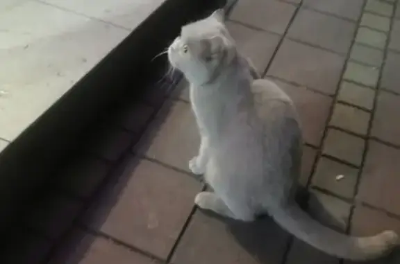 Потерялся кот на ул. Плеханова, 23, Сочи
