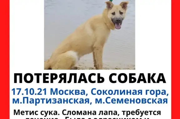 Пропала собака на Лечебной улице, Москва