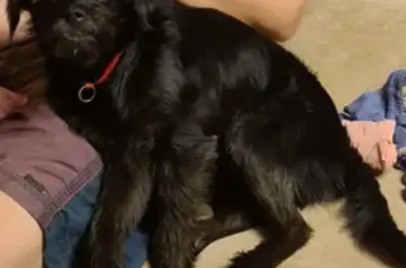 Собаки потеряшки, Москва, фото: Потеряшка собака по адресу Лётчика Бабушкина, 4, Москва.