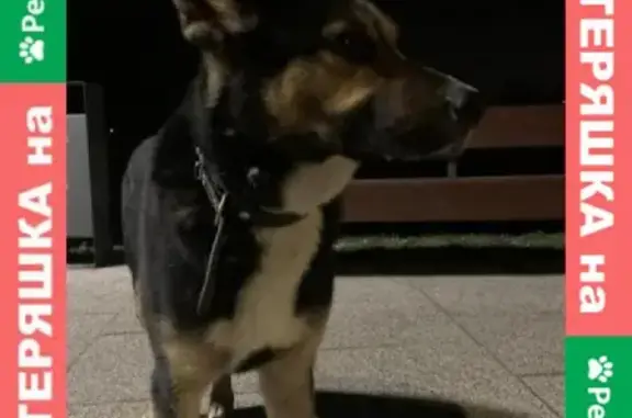 Найдена ласковая собака на ул. Федотова, Жуковский