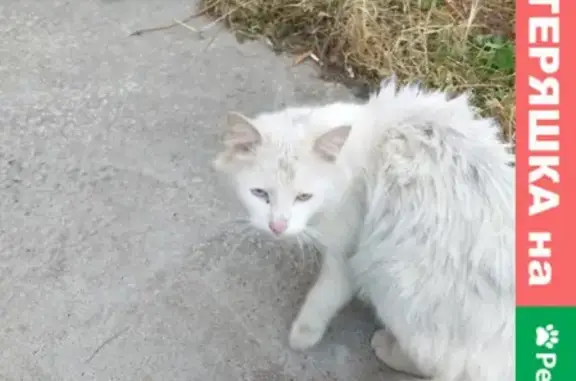Белая кошка с разными глазами на ул. Пушкина, 52 в Хабаровске