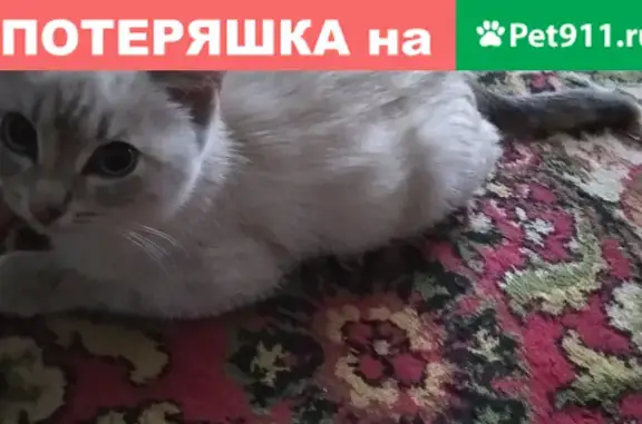 Найдена кошка на ул. Гоголя, 180 в Новосибирске