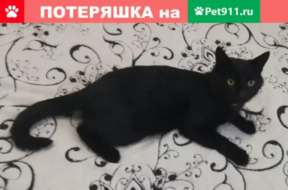 Найден котик на улице Ватутина, 24