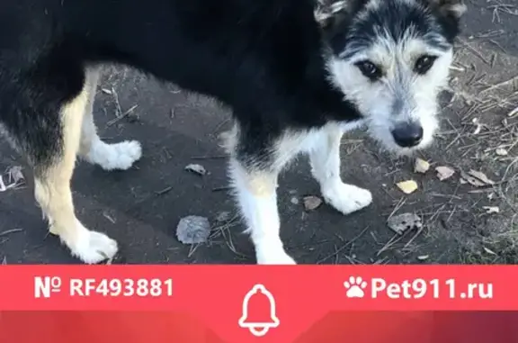 Найдена собака в Жулебинском лесопарке, ищем хозяев