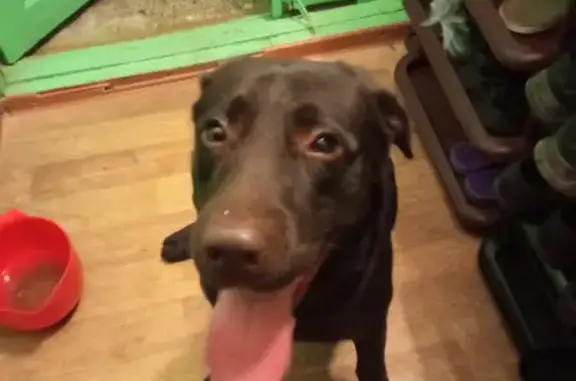 Собака Лабрадор найдена на Парковом проспекте, Оренбург.