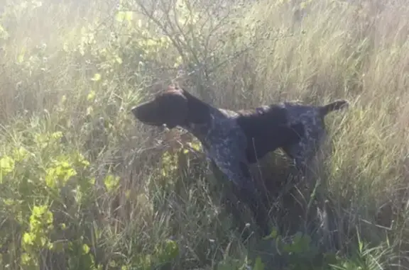 Пропала собака Анджи в Сапун-горе, Севастополь