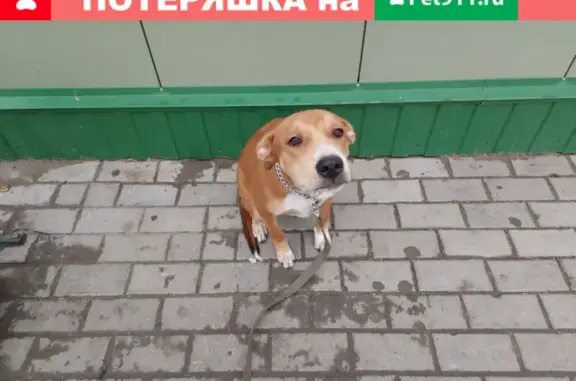 Собака найдена в Барнауле, пос. Спутник, рядом с магазином Мария-Ра