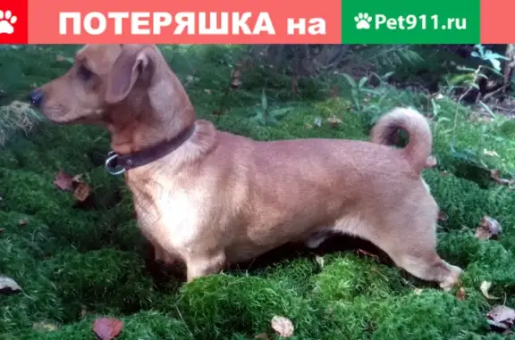 Пропала собака на бульваре Кузнецова, Сергиев Посад