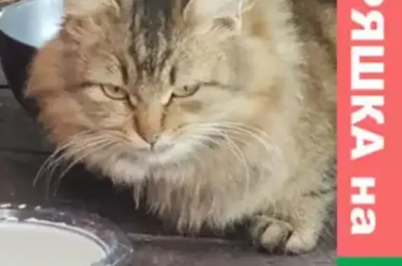 Найдена кошка в Зубцовском районе, Тверская область