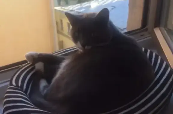 Кошки потеряшки, Санкт-Петербург, фото: Потеряшка кот на ул. Декабристов, 28 в СПб