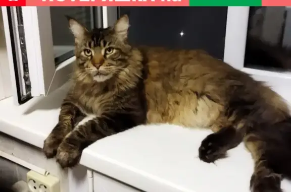 Кошки потеряшки, Ульяновск, фото: Потеряшка кошка Федя на ул. Строителей, 4 в Ульяновске