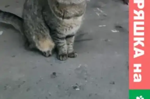 Найдена кошка в Ленинском районе, ищем хозяев или передержку