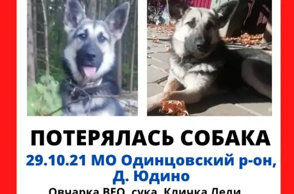 Пропала собака на Можайском шоссе, Перхушково.