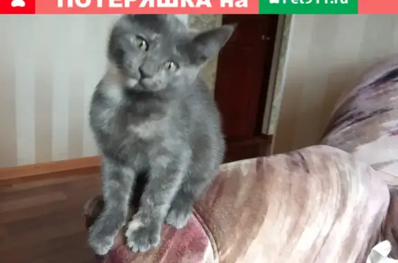 Пропала кошка в Батайске, нужна помощь!