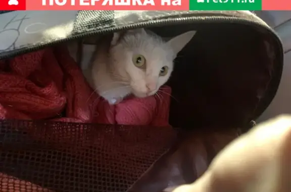 Найдена кошка в Мясново, ищем хозяев