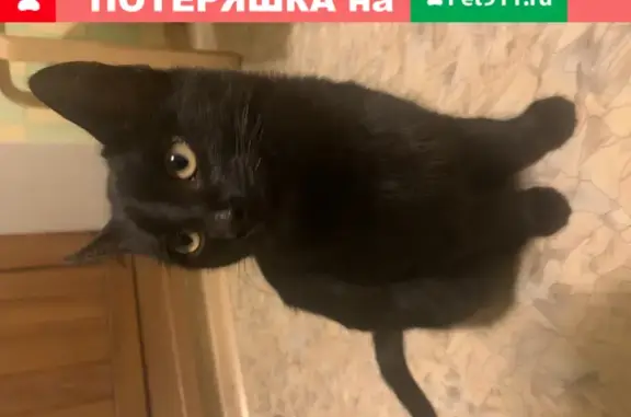 Найден чёрный котёнок на ул. Коммунаров, 30