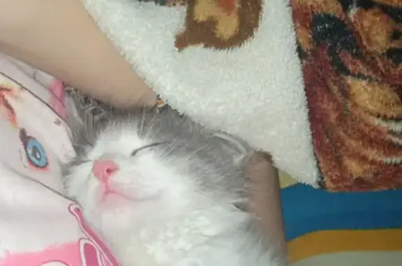 Объявления о пропавших и найденных животных, Курская, фото: Пропала кошка на Семёновской улице в Курске