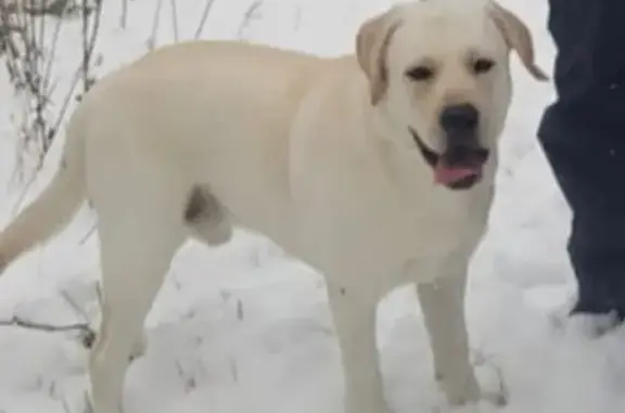 Пропала собака Астер в районе станции Овинный, Красноярский край