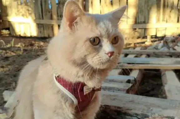 Пропала кошка Сэм в селе Большая Липовица, Тамбовская область