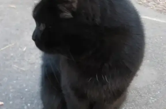 Найдена чёрная кошка на Волоколамском шоссе, 9 с9