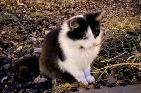 Найденные животные Москва, фото: Найдена кошка на ул. Академика Виноградова, 11