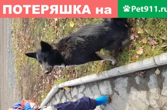 Найдена собака на ул. Парадеая, с. Зинино, Уфа