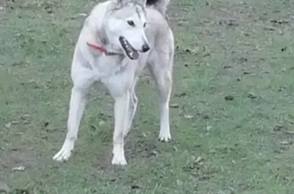 Потерянная собака Лайка в Боровом, Торжковский район