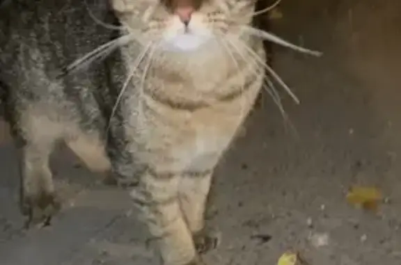 Найдена голодная кошка в Ростове, район Соборного/Варфоломеева