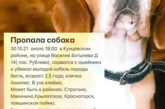 Пропала собака породы Бигль на ул. Василия Ботылева, 14, Москва.