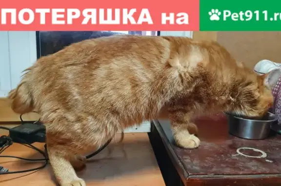 Найден домашний рыжий кот, адрес: Лесная ул., Королёв