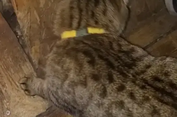 Найден крупный кот с жёлтым ошейником в поселении Вороновское