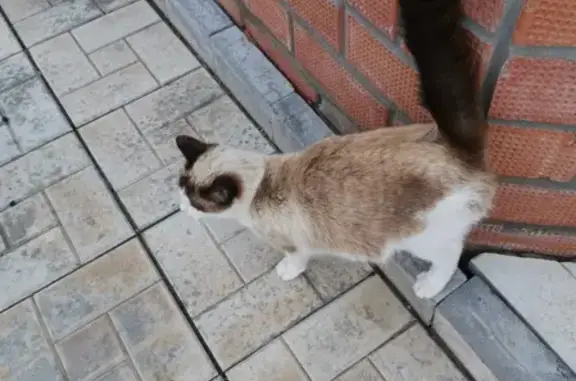 Найдена кошка в СНТ Белозерки, Красноярский район