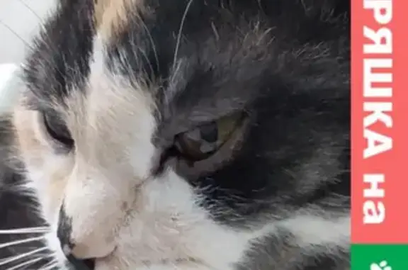 Кошки потеряшки, Ульяновск, фото: Потеряшка кошка на улице Радищева, 78 в Ульяновске.