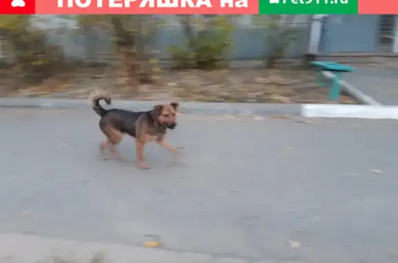 Пропала собака на Автомобилистов 14, Волгоград.