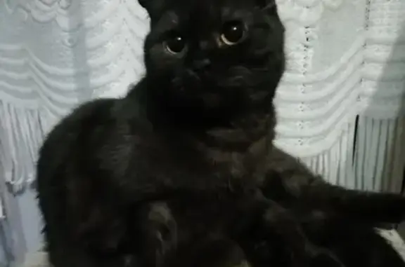 Кошки потеряшки, Ульяновск, фото: Потеряшка кошка на улице Котовского, Ульяновск.