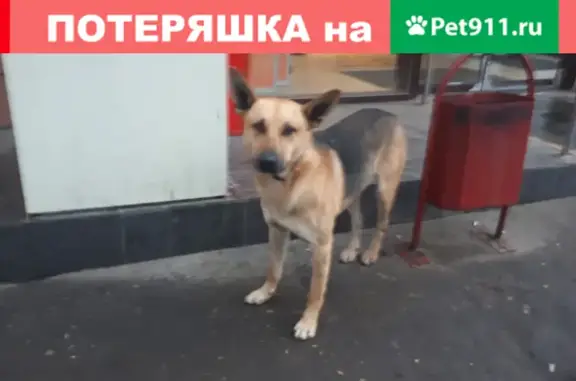 Найдена собака возле Спара на ул. Пузакова в Туле