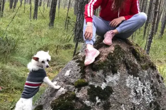 Собаки потеряшки, Санкт-Петербург, фото: Потеряшка собака Белый щенок пуховой КХС в Гаврилово