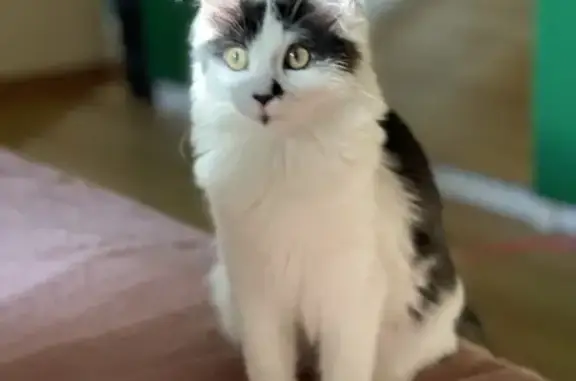 Кошки потеряшки, Санкт-Петербург, фото: Потеряшка кошка на ул. Профессора Попова 12, Петроградский район, СПб