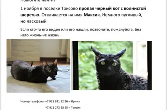 Пропала кошка на Советской улице