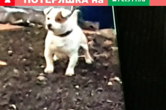Собака Рассел терьер найдена на ул. Корнейчука, 36А, Москва