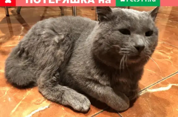 Найден кот с поводком на Центральной улице