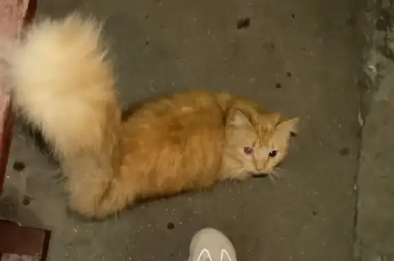 Кошка найдена на Отрадной, 2, Москва