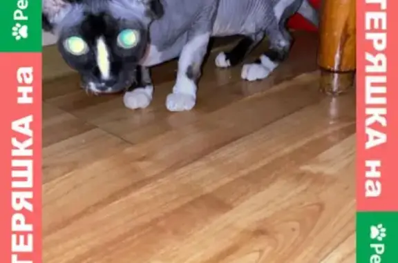 Кошки потеряшки, Санкт-Петербург, фото: Потеряшка кошка на Кронверкском проспекте, 51