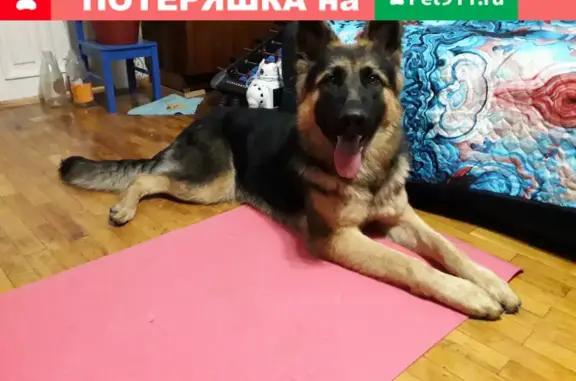 Найдена собака на улице Селезнева, дом 220