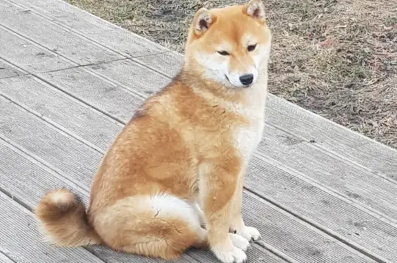 Собаки потеряшки, Челябинск, фото: Потеряшка собака породы сиба-ину в Градском прииске, девочка по кличке Лиса.