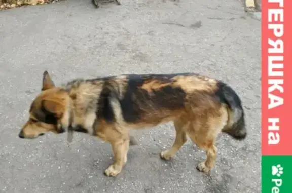 Собака найдена на Тонкинской, 3 в Н.Новгороде